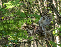 Tawny Owl - Kattuglene